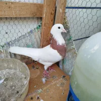 کبوتر طوقی ماده