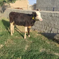 تلیسه یا ننگون سیمنتال‌سیاه