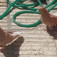 پیدا شده