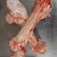 قلم گوساله