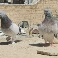 کفتر سبز دم سفید با شهری