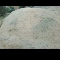 فروش علف گزره کوهستانی