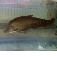 ماهی نایف  ۴۵ سانت