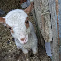 بره گوسفند بره شیری بزبزغاله