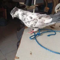 سلام