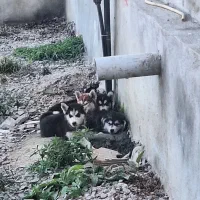 5 عدد توله هاسکی