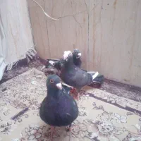 میزتلفن....|میز تلویزیون|مشهد, نیزه|دیوار