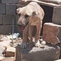 توله ماده سرابی اصیل