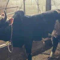 گاو