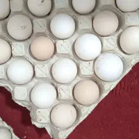 فروش تخم مرغ دیلگونی