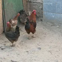 خروس مرغ وجوجه