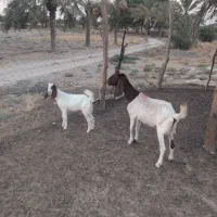 بزوکهره