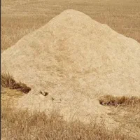 خرید و فروش کاه در شیراز و اطراف