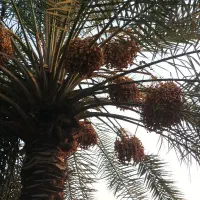 ویلایی-چهار-سه-خواب-و-نخلستان-مرکز-جزیره