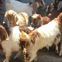 تعداد 28عدد بزغاله نرو ماده