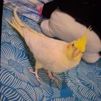 عروس هلندی گمشده