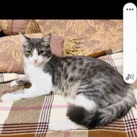واگزاری گربه