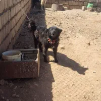 سگ گله ای