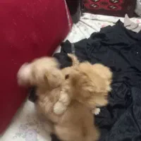 دوقلاده سگ نژاد شیتزونروماده