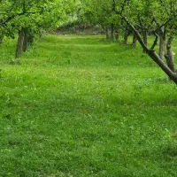 سفر ،کوه ،پیاده روی مسیر سبز