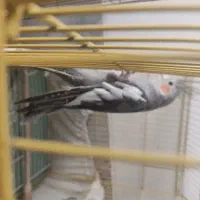سلام عروس هلندی