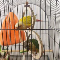 طوطی سانچیک و تراکوییس