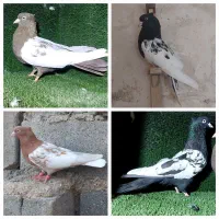 دمسفید کله سیاه سینه سیاه