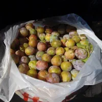 فروش آلو سیاه جهرمی نوبرانه کیلویی ۱۵۰