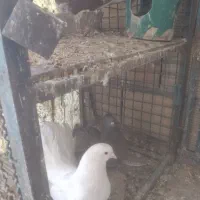 زینتی دم چتری