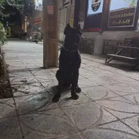 سگ کن کورسو فقط کشش