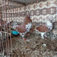 فروش کبوتران کمیاب