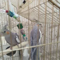 عروس هلندی