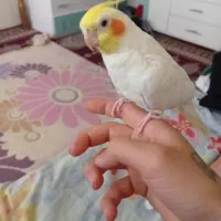 لوتینو نر
