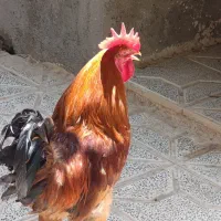 خروس