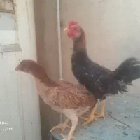 کوشامویا لاری مینیاتوری