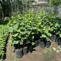 نهال کیوی تضمینی درجه یک خیاری ۱۸۰ت تا ۲۰۰ت