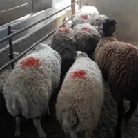 فروش بره نرچاق وبره پای پروار
