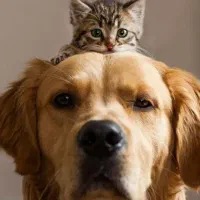اصلاح پت با۵۰٪تخفیف