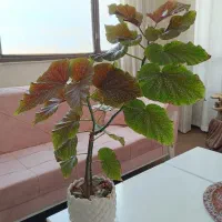 گل های آپارتمانی
