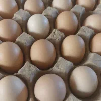 تخم مرغ محلی