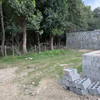 زمین-پلاک-یک-جنگل-سند-تک-برگ-انشعابات