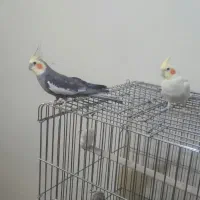 عروس هلندی نر
