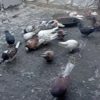 کفتر صید شده