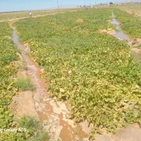 خربزه دامی رنگ دارهم تخم خوب هم بزرگ قابل استفاده