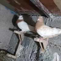 9تا کبوتر نروماده