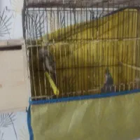 سلام فروش عروس هلندی جفت