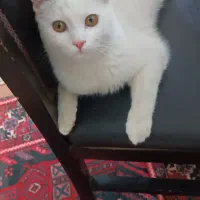 واگذاری گربه