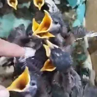 مینا