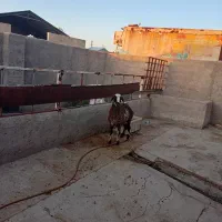 بره ماده