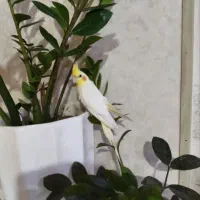 جوجه عروس هلندی لوتینو با قفس